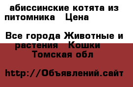 абиссинские котята из питомника › Цена ­ 15 000 - Все города Животные и растения » Кошки   . Томская обл.